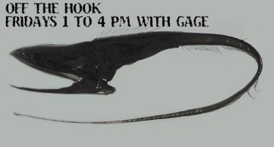 off the hook, fridays 1-4 pm